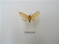 藏品(連星污燈蛾)的圖片